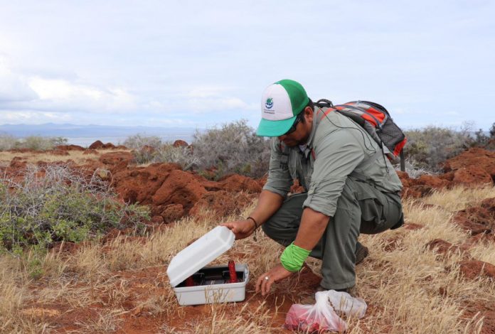 Los roedores ya no son una amenaza para la Isla Seymour en Galápagos